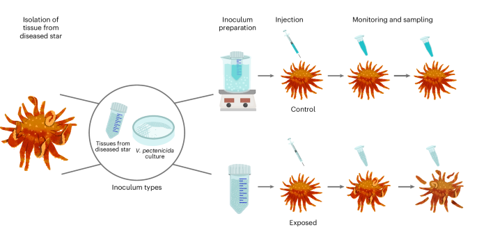 Vibrio pectenicida strain FHCF-3 is a causative agent of sea star wasting disease