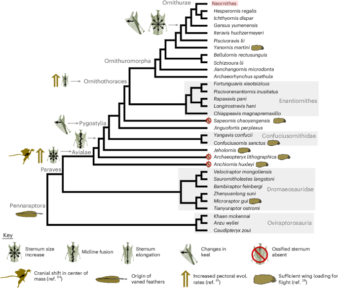 Bird sternum evolution facilitated the origins of powered flight