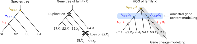 EdgeHOG: a method for fine-grained ancestral gene order inference at large scale