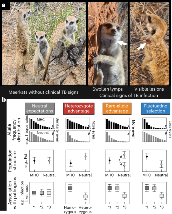 Twenty years of tuberculosis-driven selection shaped the evolution of the meerkat major histocompatibility complex