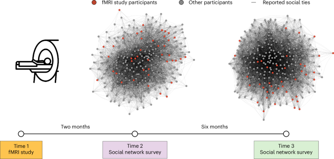 Neural similarity predicts whether strangers become friends