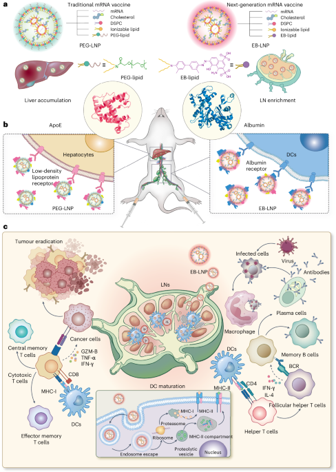 Albumin-recruiting lipid nanoparticle potentiates the safety and efficacy of mRNA vaccines by avoiding liver accumulation