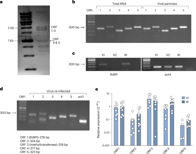 Aspergillus fumigatus dsRNA virus promotes fungal fitness and pathogenicity in the mammalian host