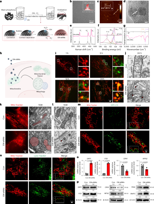 An energy metabolism-engaged nanomedicine maintains mitochondrial homeostasis to alleviate cellular ageing