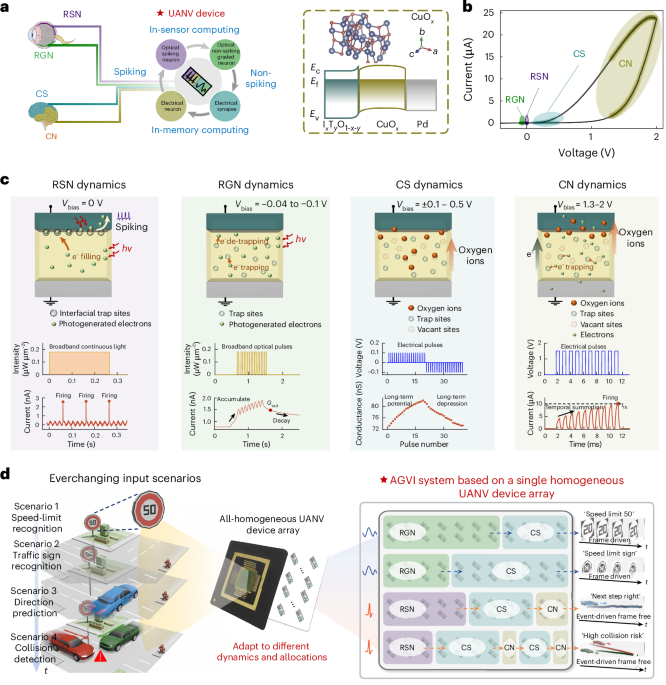 High-order dynamics in an ultra-adaptive neuromorphic vision device
