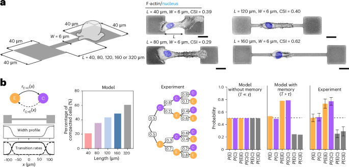 How squeezed cells remember their shape to migrate efficiently