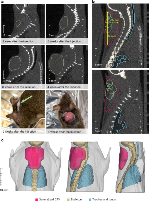 Image-guided treatment of mouse tumours with radioactive ion beams