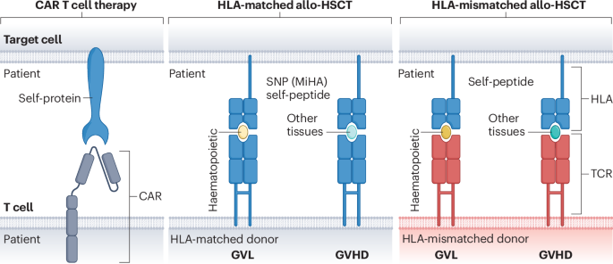 Targeting the roots of myeloid malignancies with T cell receptors
