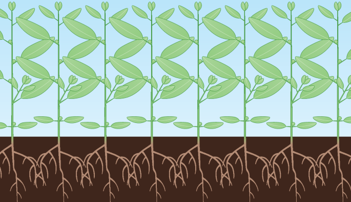 A histone variant that manages abiotic stress in plants