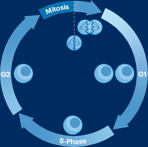 Snoozing APC/C for a sweet cell cycle entry