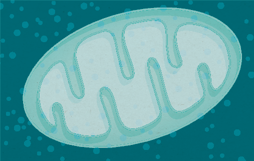Accumulation of pathogenic mitochondrial DNA mutations in the kidney
