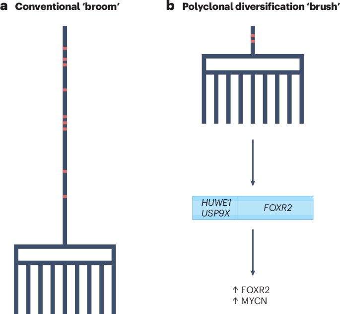 Finding a brush when you expect a broom: a novel model of paediatric Wilms tumour evolution