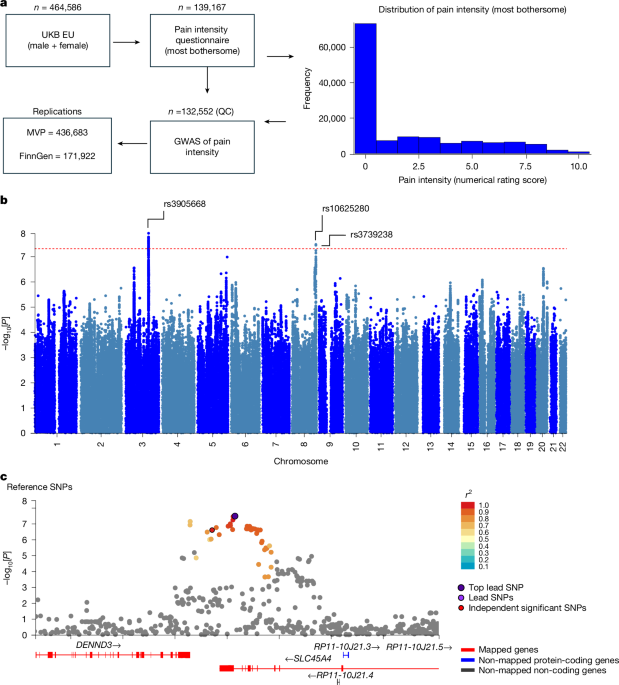SLC45A4 is a pain gene encoding a neuronal polyamine transporter