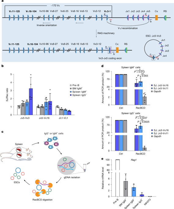 Excised DNA circles from V(D)J recombination promote relapsed leukaemia