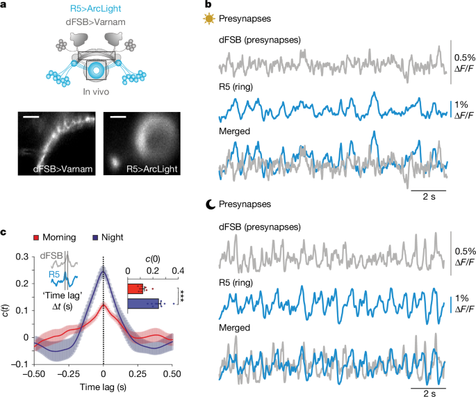 Network synchrony creates neural filters promoting quiescence in Drosophila