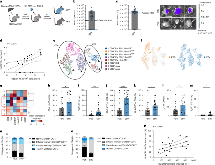 EBV induces CNS homing of B cells attracting inflammatory T cells