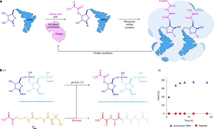 Thioester-mediated RNA aminoacylation and peptidyl-RNA synthesis in water