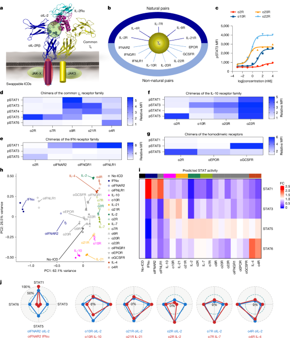 Expanding the cytokine receptor alphabet reprograms T cells into diverse states