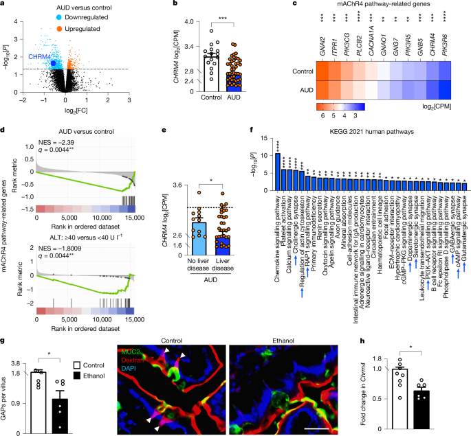mAChR4 suppresses liver disease via GAP-induced antimicrobial immunity