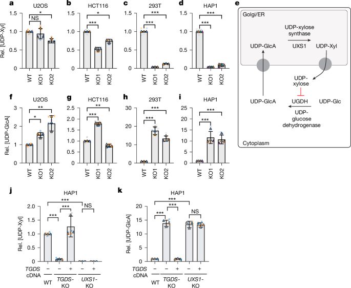 A missing enzyme-rescue metabolite as cause of a rare skeletal dysplasia