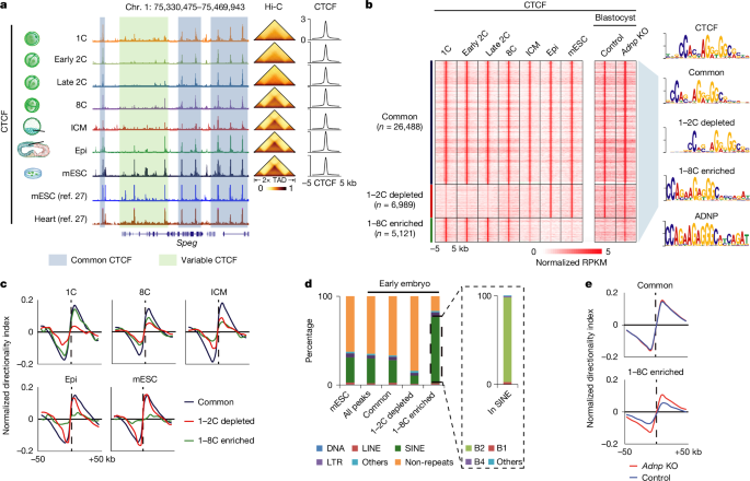 Establishment of chromatin architecture interplays with embryo hypertranscription