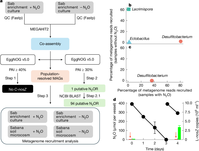 A novel bacterial protein family that catalyses nitrous oxide reduction