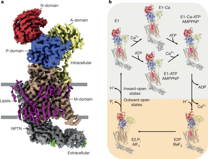 Molecular mechanism of ultrafast transport by plasma membrane Ca2+-ATPases