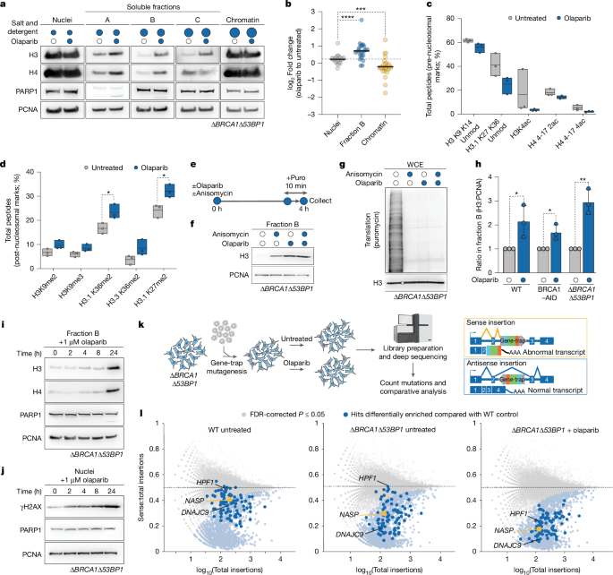 NASP modulates histone turnover to drive PARP inhibitor resistance