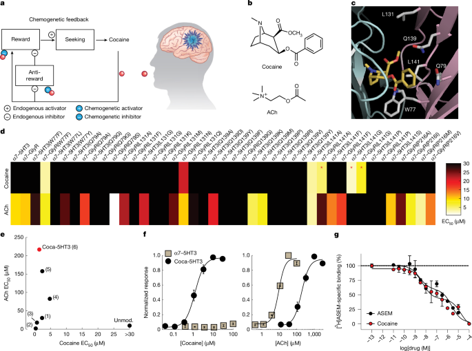 Cocaine chemogenetics blunts drug-seeking by synthetic physiology