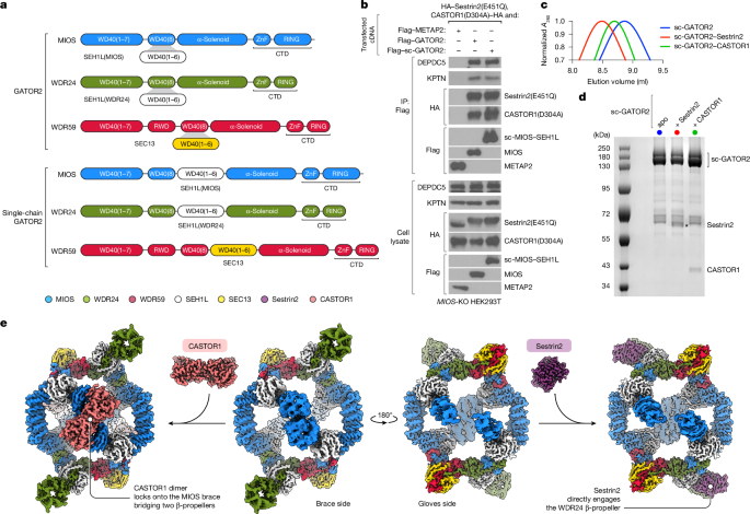 Structural basis for the dynamic regulation of mTORC1 by amino acids