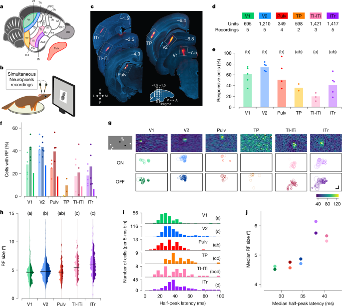 A compressed hierarchy for visual form processing in the tree shrew