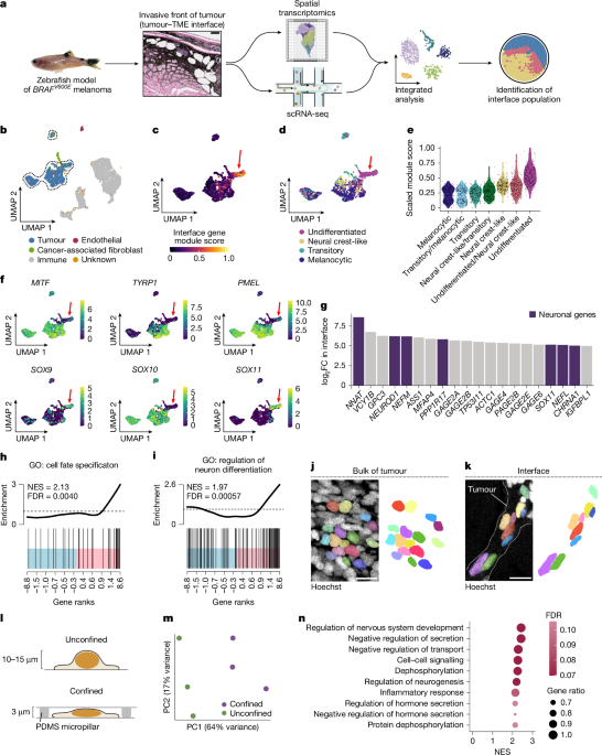 Mechanical confinement governs phenotypic plasticity in melanoma