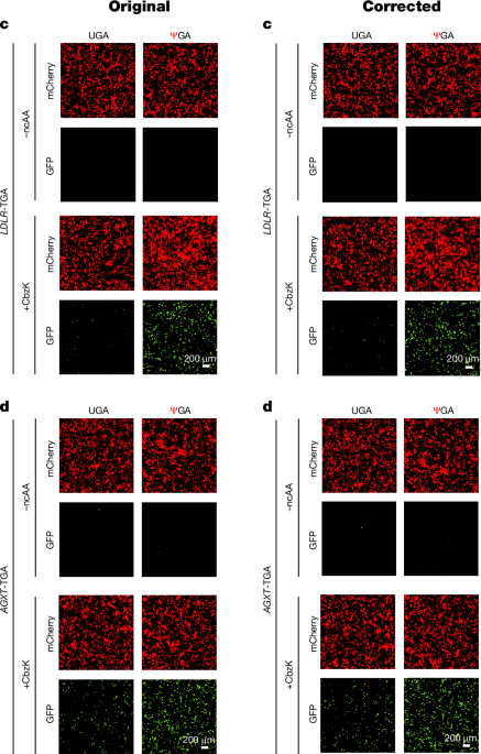 Author Correction: RNA codon expansion via programmable pseudouridine editing and decoding