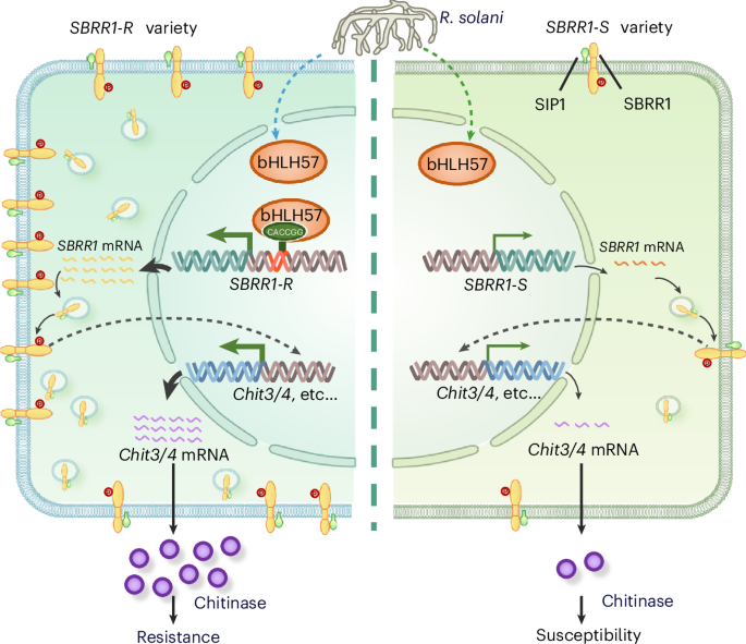 SBRR1-R variant regulates sheath blight resistance in rice