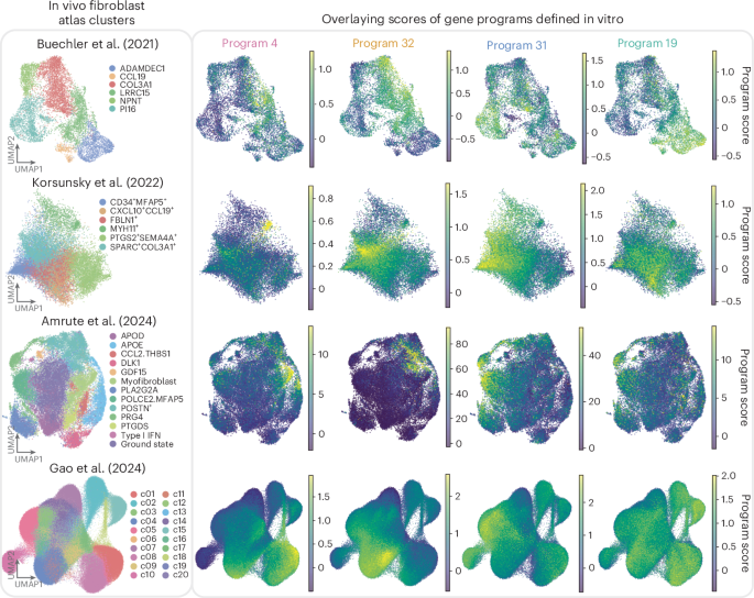 Recreating fibroblast diversity in vitro by activating transcription factors