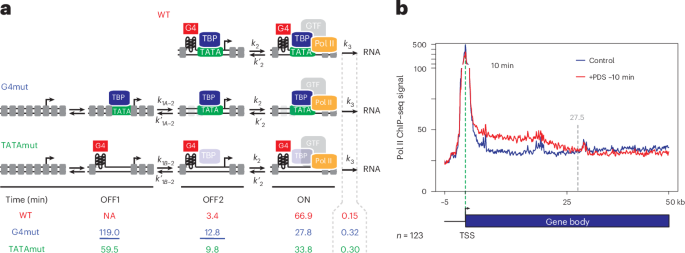 G-quadruplexes define promoter identity in mammals
