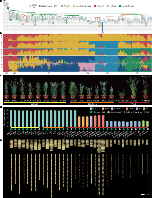 Super-pangenome analyses across 35 accessions of 23 Avena species highlight their complex evolutionary history and extensive genomic diversity