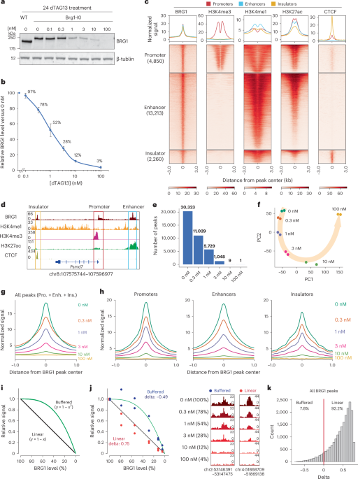 Precise modulation of BRG1 levels reveals features of mSWI/SNF dosage sensitivity