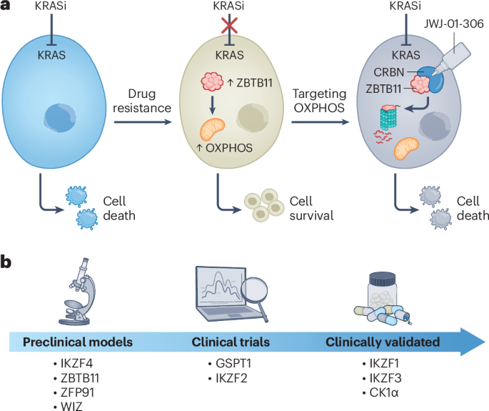 Melting KRAS resistance | Nature Chemical Biology