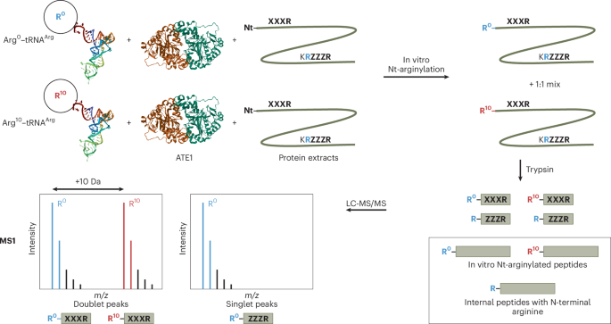 Tracing the mark of arginine