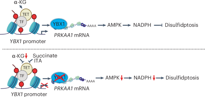 α-Ketoglutarate dictates AMPK protein synthesis for energy sensing in human cancers