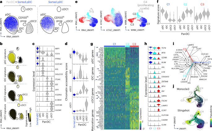 TNF and type I interferon crosstalk controls the fate and function of plasmacytoid dendritic cells