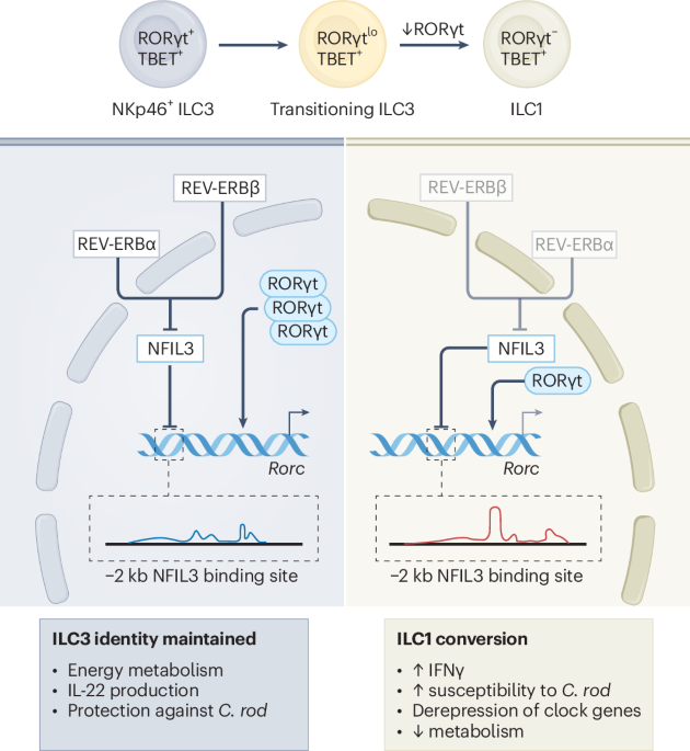 Clock genes tune plasticity of group 3 innate lymphoid cells