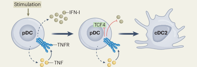 TNF gives plasmacytoid dendritic cells a new life