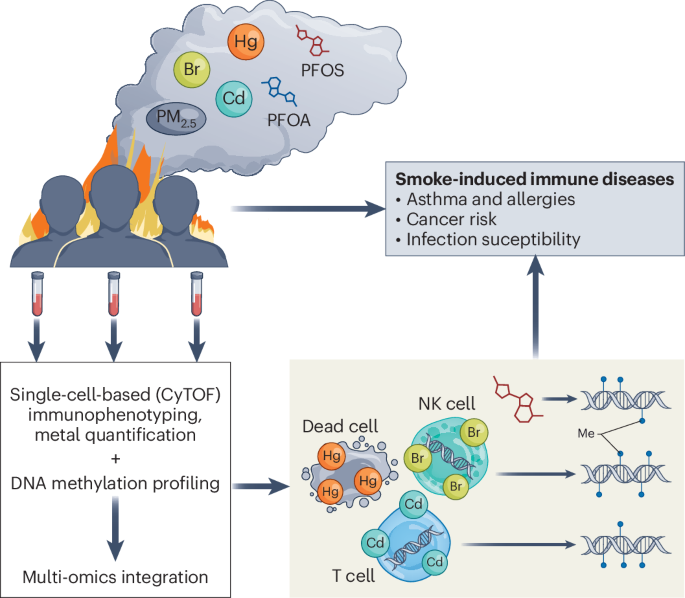 Biological and health effects of fire smoke exposure