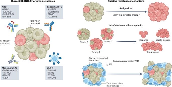 Evolution of claudin18.2 therapies in gastroesophageal cancers