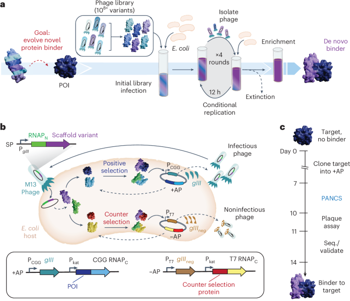 PANCS-Binders: a rapid, high-throughput binder discovery platform