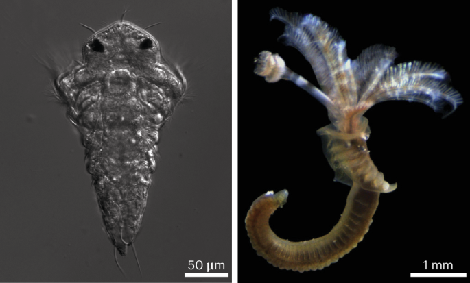 The biofouling tubeworm Hydroides elegans