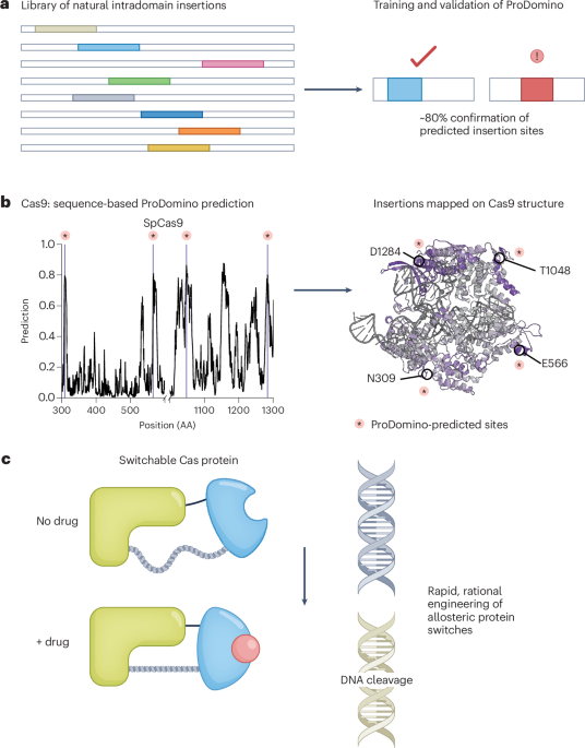 Machine learning-trained protein domain insertion for the design of switchable proteins