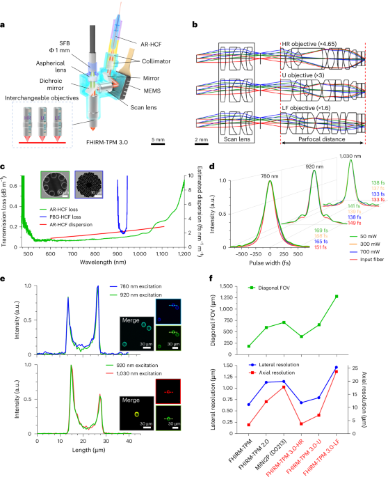 A versatile miniature two-photon microscope enabling multicolor deep-brain imaging
